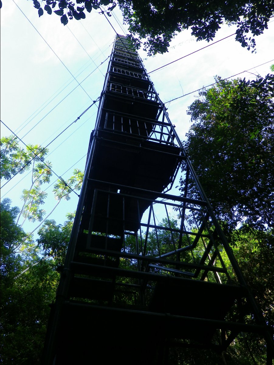 Canopy Tower01